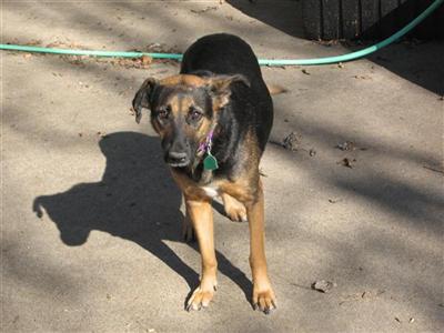 Dogs for Sale in TX