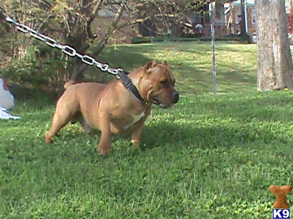 pitbull with rottweiler markings pitbull breeders in pa pitbull with rottweiler markings pitbull breeders in pa