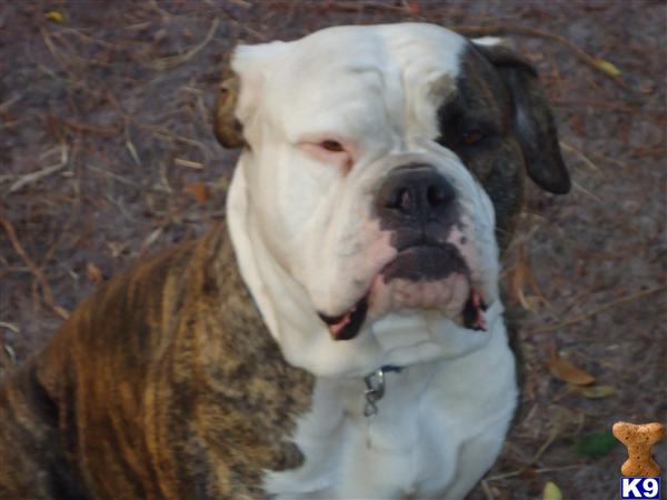 Stud Dogs - American Bulldog