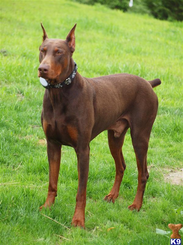 Stud Dogs - Doberman Pinscher