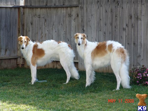 Dogs - Borzoi
