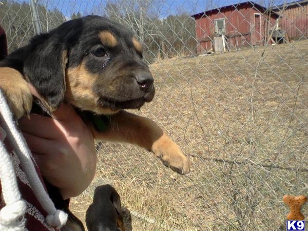 Puppies in WV