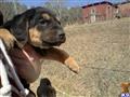 Black and Tan Coonhound