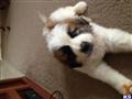 Saint Bernard