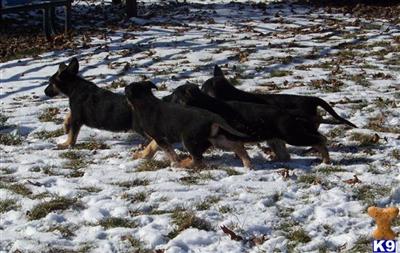 Puppies in IN
