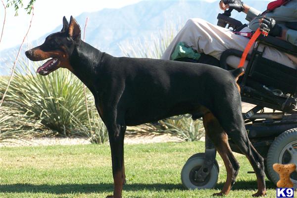 Stud Dogs in AZ