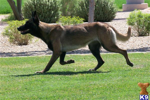 Dogs for Sale in AZ