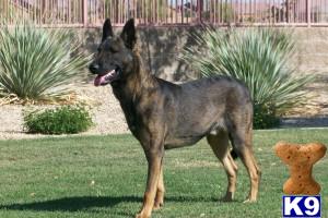 Stud Dogs - Belgian Malinois