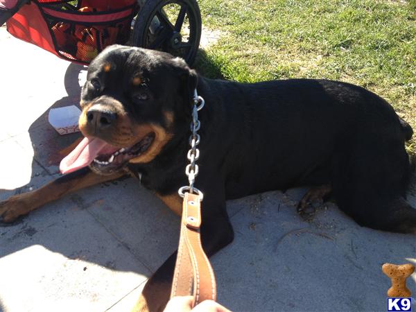 Stud Dogs - Rottweiler