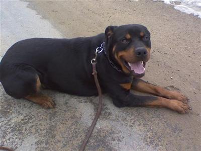 Dogs for Sale in MA