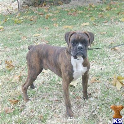 Dogs for Sale in MO