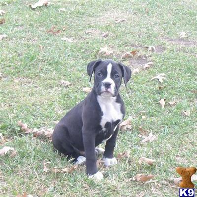 Boxer Puppies for Sale