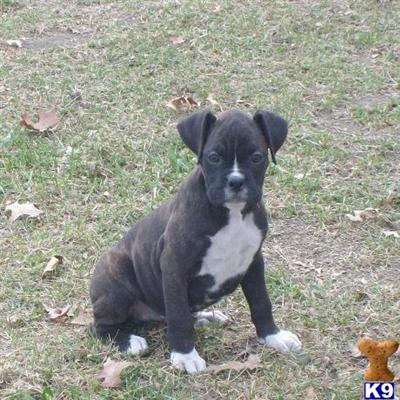 Boxer Puppies for Sale