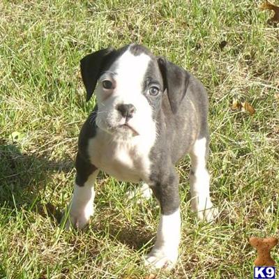 Boxer Puppies for Sale