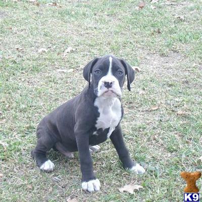 Boxer Puppies for Sale