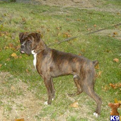 Boxer Puppies for Sale