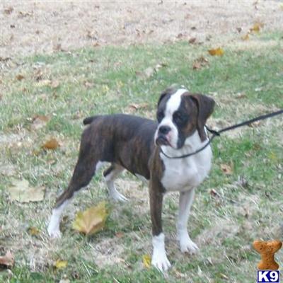 Boxer Puppies for Sale