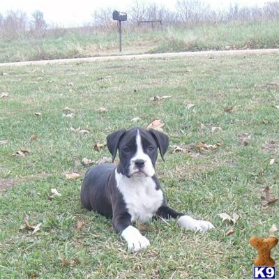 Boxer Puppies for Sale