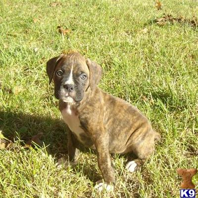 Boxer Puppies for Sale