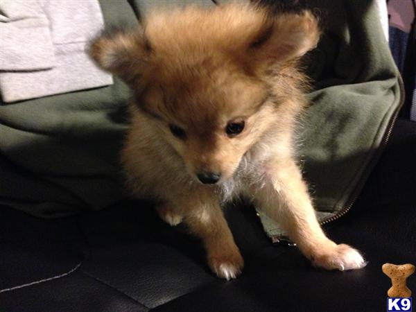 pomeranian puppies wisconsin document moved pomeranian puppies wisconsin document moved