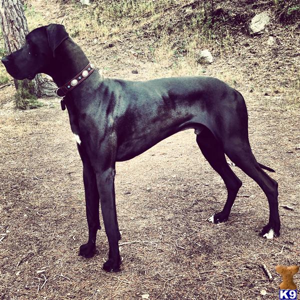 Stud Dogs in CA