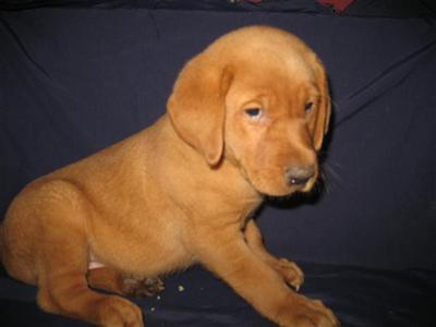 Puppies in ND