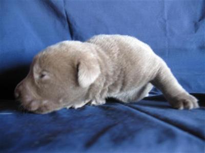 Puppies in ND