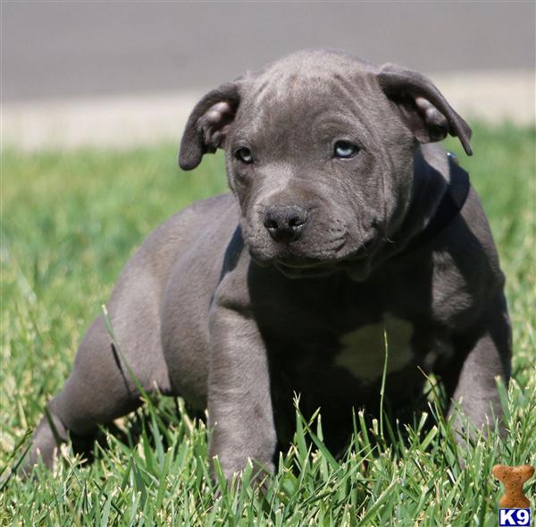 free puppy ads in inland empire miniature pinscher in inland empire breeds picture free puppy ads in inland empire miniature pinscher in inland empire breeds picture