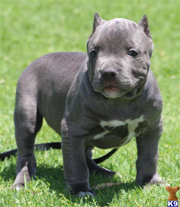 Pics Photos - Dogo Argentino Pitbull Picarena Image Match Pics Photos - Dogo Argentino Pitbull Picarena Image Match