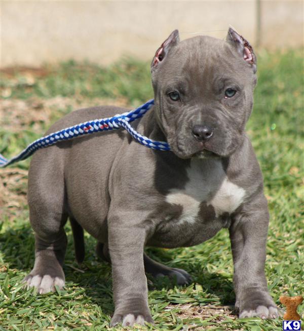 pitbull puppies for sale in ms american pit bull puppy for sale sold ms glam sold 5 pitbull puppies for sale in ms american pit bull puppy for sale sold ms glam sold 5