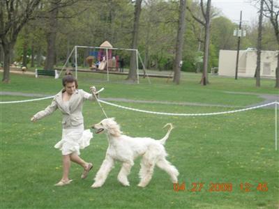 Stud Dogs - Afghan Hound