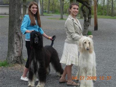 Stud Dogs - Afghan Hound