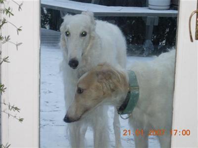 Dogs for Sale in MD