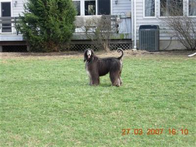 Stud Dogs - Afghan Hound
