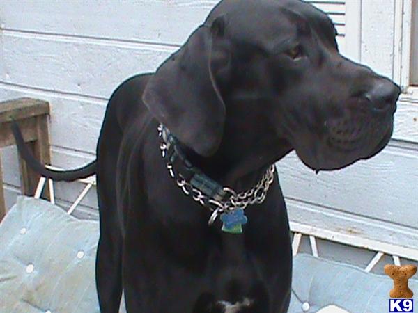 Stud Dogs - Great Dane