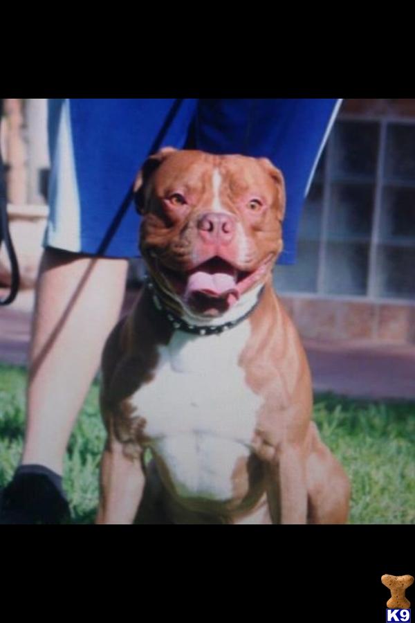 Stud Dogs - American Pit Bull