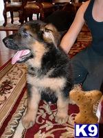 Dogs for Sale in CA