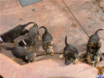 Puppies in Antelope