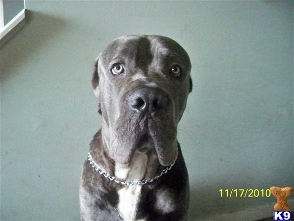 Stud Dogs - Cane Corso