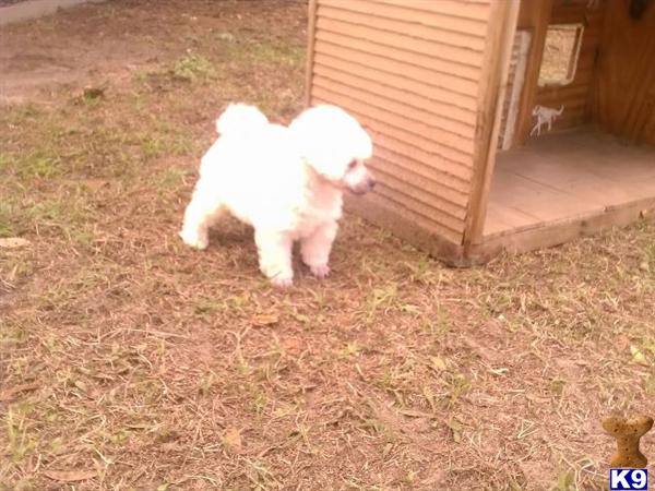 Puppies in Brooksville