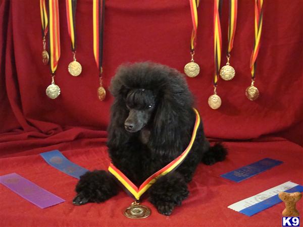 Stud Dogs - Poodle