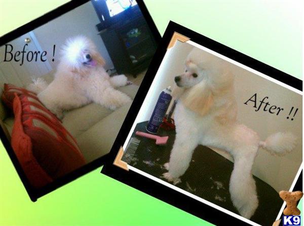 Stud Dogs - Poodle
