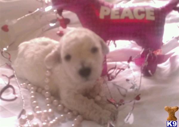 Hypoallergenic Dogs