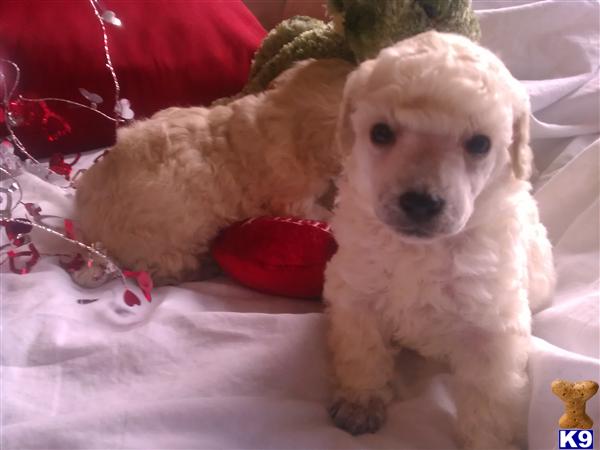 Poodle Puppies