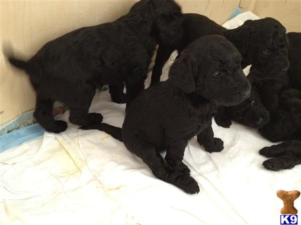 Puppies in Germantown