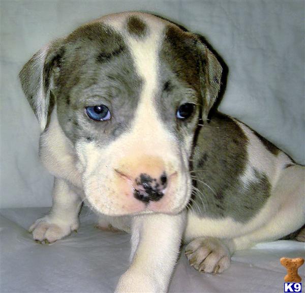Puppies in CT