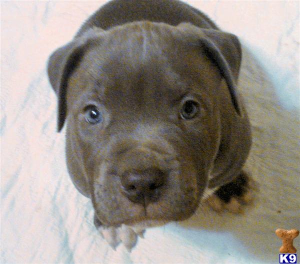 Puppies in CT