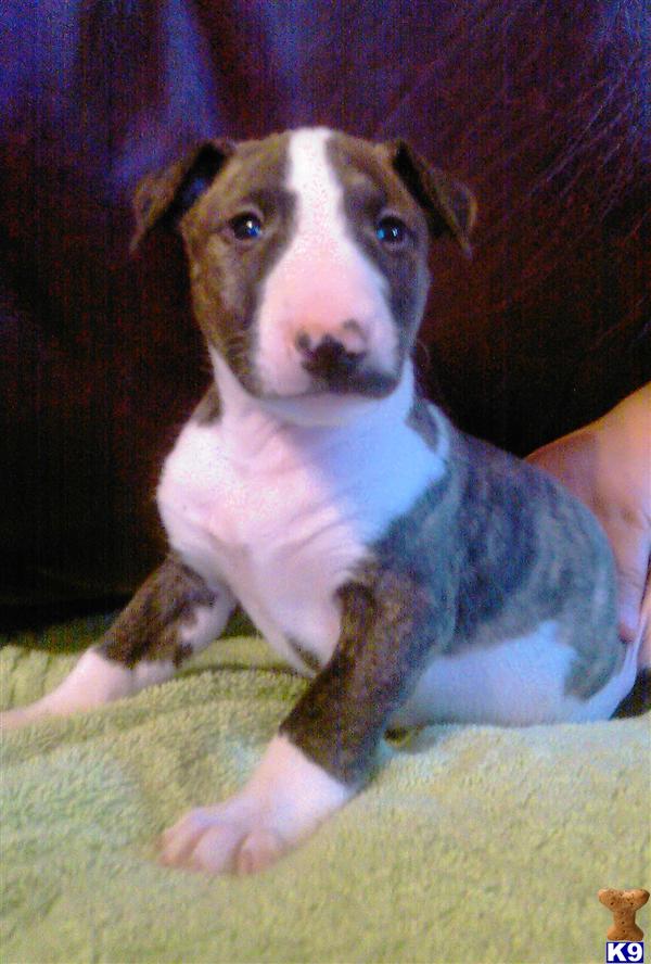 Puppies in CT