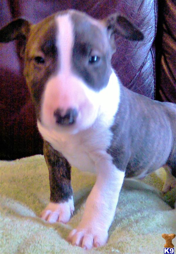 Puppies in CT
