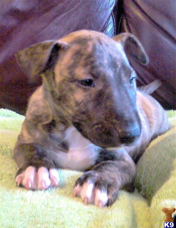 Puppies in CT